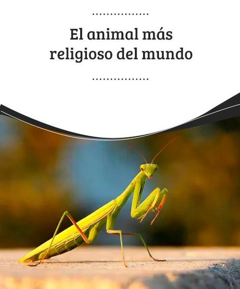 El animal más #religioso del mundo  Si existe un animal orador y religioso por excelencia, esa es la #mantis. O al menos es lo que su postura habitual nos hace pensar. Line Chart