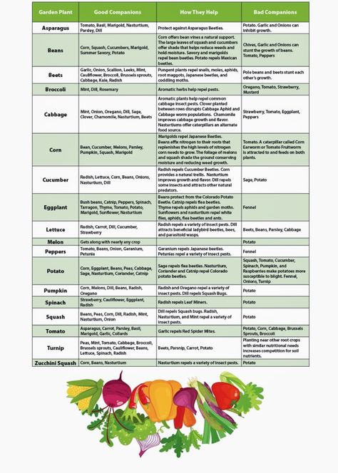 Companion Garden, Gardening Boxes, Gardening Party, Cottage Gardening, Companion Planting Chart, Companion Planting Vegetables, Companion Gardening, Garden Companion Planting, Veggie Gardens