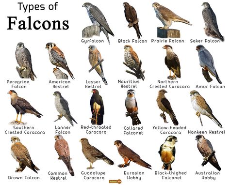 Animal Evolution, Types Of Hawks, Hawk Species, Animal Infographic, Bird Identification, Peregrine Falcon, Animal Science, Types Of Animals, Animal Species