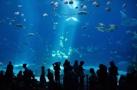 People watching a fish in a fish tank photo – Free Underwater Image on Unsplash Unusual Fish, African Butterfly, Ceramic Star, Atlanta Botanical Garden, Butterfly Fish, Georgia Aquarium, Food Poisoning, Fish Food, Star Fish