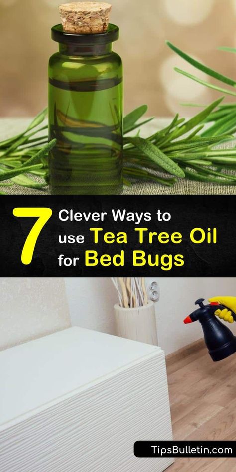 Learn how to use tea tree oil to eliminate bed bugs and soothe their bites. This bed bug repellent and insecticide works best with other home remedies like baking soda and diatomaceous earth. Choose essential oils instead of calling an exterminator. #bedbugs #teatreeoil #essentialoils Bed Bug Repellent, Get Rid Of Bed Bugs, Bed Bug Spray, Diy Bug Spray, Kill Bed Bugs, Rid Of Bed Bugs, Natural Insecticide, Bed Bug Bites, Oil Diffuser Recipes