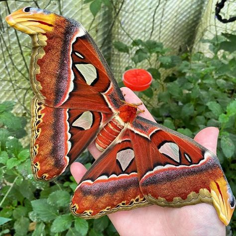 Tropical Butterflies UK on Instagram: “Giant atlas moth, Attacus atlas #butterfly #butterflies #butterflyhouse #butterflyfarm #greenhouse #tropical #lepidoptera #lepidopterist…” Greenhouse Tropical, Atlas Core, Insect Reference, Attacus Atlas, Tropical Butterflies, Bug Board, Beautiful Moths, Butterfly Unique, Giant Butterfly