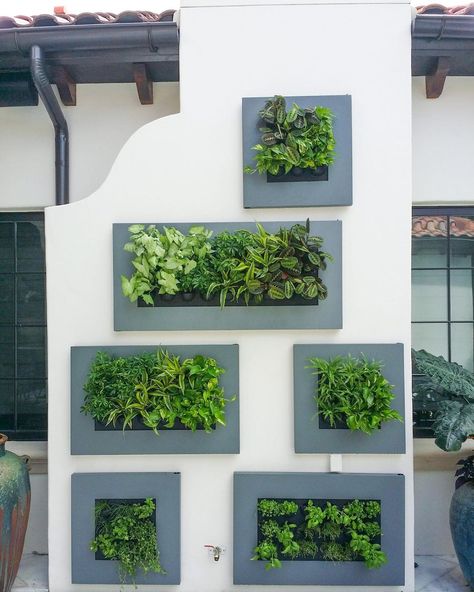 41 Unique Indoor Plant Wall Ideas For Big And Small Spaces Overgrown Succulents, Plant Wall Ideas, Succulent Wall Planter, Vertical Succulent Gardens, Terra Cotta Pot Crafts Diy, Plant Succulents, Indoor Plant Wall, Succulent Gardens, Terra Cotta Pot Crafts