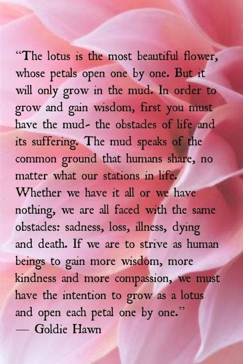 ...if we are to strive as human beings to gain more wisdom, more kindness and more compassion, we must have the intention to grow as a lotus and open each petal one by one. Lotus Quote, Inspirerende Quotes, Goldie Hawn, Celebration Quotes, Image Quotes, Lotus Flower, Meaningful Quotes, Spiritual Quotes, Inspire Me