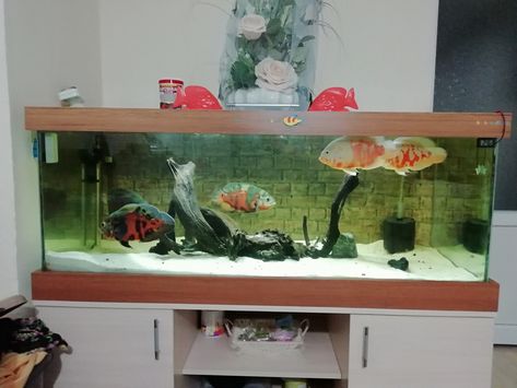 Oscar fish tank Oscar Tank Ideas, Oscar Fish Tank Ideas, Oscar Fish Tank, Cichlid Aquarium, Oscar Fish, Cichlid Fish, Fish Tank Stand, Fish Tank Design, Tank Stand