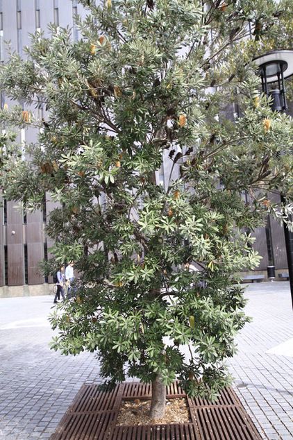 Banksia integrifolia... Coastal Banksia Tree, Banksia Integrifolia Trees, Banksia Tree Landscaping, Banksia Garden, Banksia Tree, Coastal Banksia, Banksia Integrifolia, Planting Palette, Feature Tree