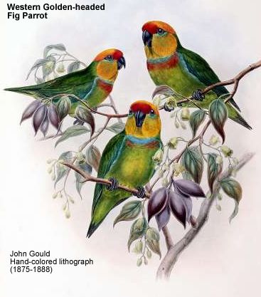 Desmarest's Golden-headed or Large Fig Parrot Australian Parrots, Parrots Art, Artwork Gifts, Australian Birds, Animal Coloring, Australian Native, My Art Studio, Print Artwork, Botanical Drawings