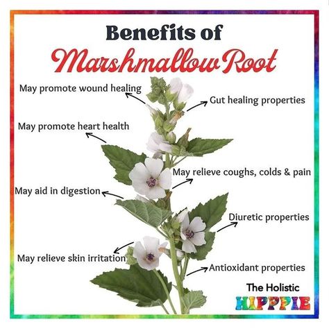 Marshmallow Root Magical Properties, Marshmallow Root Benefits, Herbal Monographs, Lymph Health, Marshmallow Herb, Herb Knowledge, Herbal Journal, Apothecary Garden, Totoro Tattoo