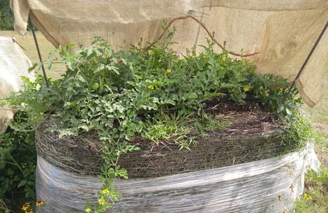 Hay Bale Gardening, Hay Bales, Raised Beds, An Article, Vegetable Garden, This Year, Plants