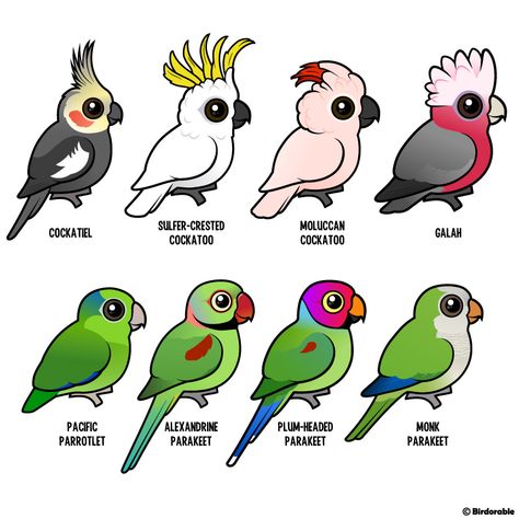 Birdorable cockatoos & parakeets...yes! There's even a RB cockatoo! Parrot Doodle, Cockatoo Drawing, Cute Bird Drawing, Anime Bird, Parrots Art, Funny Birds, Bird Drawings, Cute Anime, Cute Birds