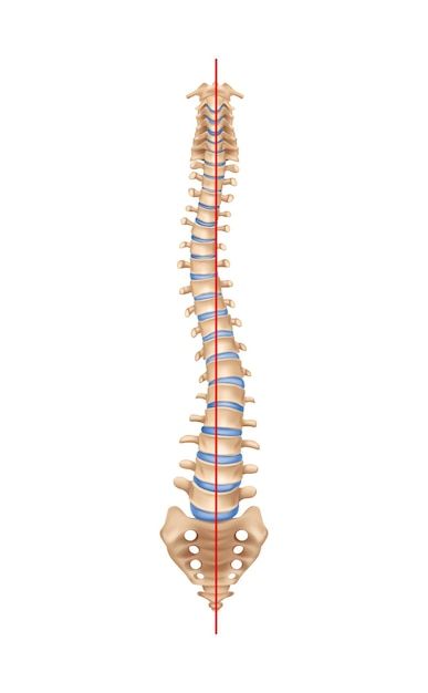 Spine Anatomy, Lamborghini Symbol, Human Spine, Symbol Art, Line Vector, Nerve Damage, Spinal Cord, Straight Line, Social Media Design Graphics