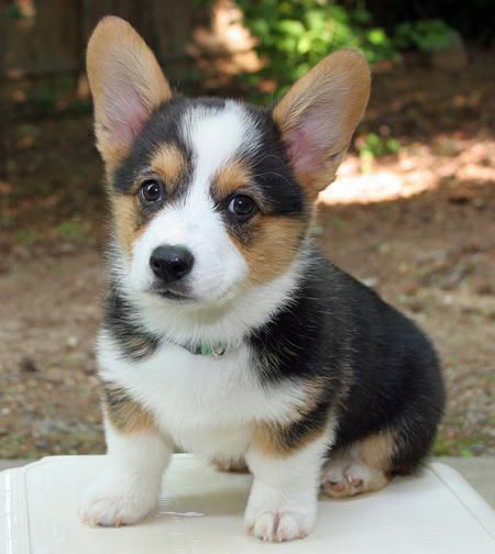 pembroke welsh corgi. awesome. Corgi Puppies For Sale, Pembroke Welsh Corgi Puppies, Corgi Dogs, Corgi Puppies, Welsh Corgi Puppies, Corgi Puppy, Best Dog Breeds, Cute Corgi, Pembroke Welsh Corgi