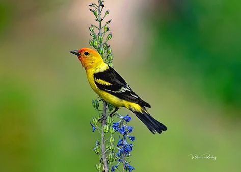 11 Colorful Western Tanager Pictures Western Tanager, Summer Tanager Bird, Tennessee Wildlife, Western Tanager Bird, Crimson Backed Tanager, Scarlet Tanager, Green Bird, Black Wings, Colorful Bird