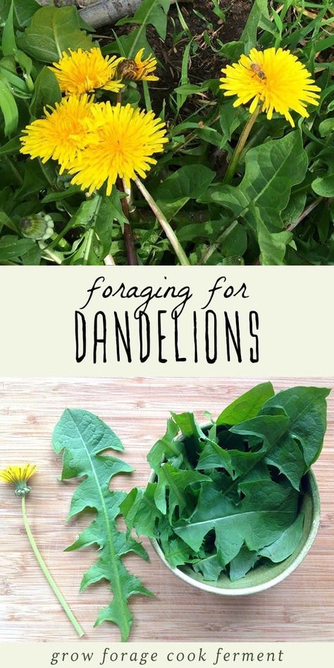 Dandelion is one of the most common wild plants to forage for. It's highly nutritious, and the entire plant is edible - flower, leaves, and root. Foraging for dandelion is easy, and it's probably growing in your backyard! Learn everything you need to know about how to identify and forage for dandelion, and the many ways dandelion can be used, from pesto to wine and more. #forage #dandelion Foraging For Beginners, Herbs Benefits, School Knowledge, Medicinal Weeds, Wild Foraging, Wild Food Foraging, Dandelion Leaves, Edible Wild Plants, Liqueurs Recipes