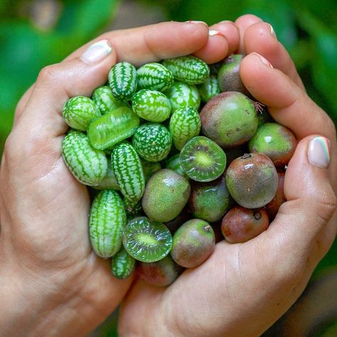 Samira Kazan - London on Instagram: “Cucamelon berries (left) or kiwi berries (right)?! Cucamelon berries: they look like watermelons but tastes like cucumber hence the name (…” Kiwi Berry, Cucumber Varieties, Kiwi Berries, Melon Seeds, Small Cucumber, Grilled Pineapple, Frozen Pineapple, Outdoor Plant, Tree Seeds