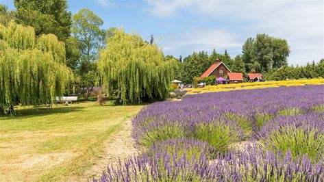 If You Like Lavender & Weeping Willows, You'll Love This Graceful Accent Tree - House Digest Lavender Bushes, Using Lavender, Lavender Bush, Eastern Redbud, End Of Spring, Weeping Willow, Tree Roots, Ornamental Plants, Tree Shapes