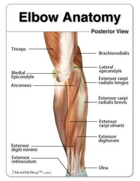 Elbow Anatomy Elbow Anatomy, Human Muscular System, Elbow Exercises, My Workout Routine, Human Muscle Anatomy, Exercise Science, Golfers Elbow, Soft Tissue Injury, Anatomy References