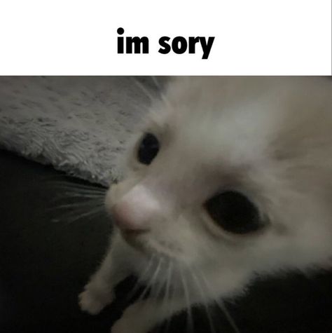 Im Sorry Cat Reaction Pic, Cat Reactions Pics, Cat Pfps Funny, Cat Reaction Pics, Cat Reaction Pictures, Focus On Myself, Cat Reaction, Funny Looking Cats, Silly Cats Pictures