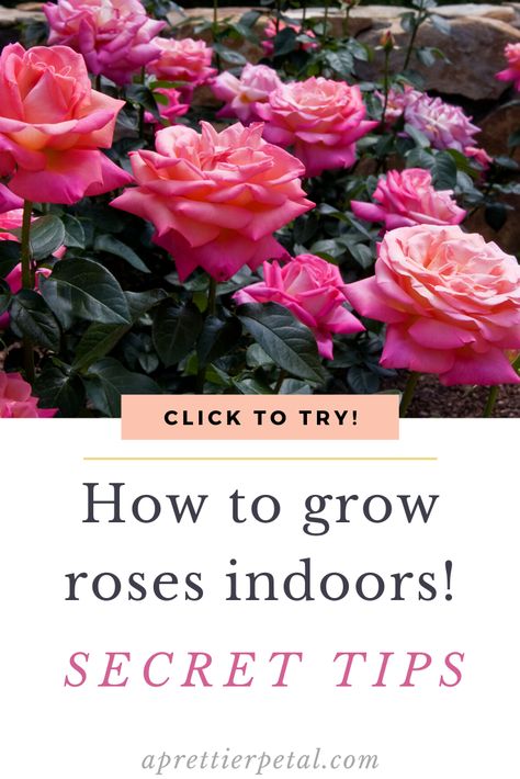 Here’s to to grow roses indoors! Fill your home with bursts of happy color, by growing roses in those sunny corners! Read our best tips on keeping roses alive, and thriving, right here >> Indoor Rose Garden, Growing Roses Indoors, Indoor Rose Plant, Indoor Roses, How To Grow Roses, Rose Gardening, Rare Roses, Rose Care, Indoor Plant Care