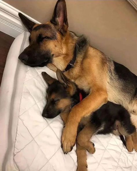 German Sheperd Dogs, German Shepherd Mom, Very Cute Dogs, Really Cute Dogs, Cute Dog Pictures, Cute Dogs And Puppies, Shepherd Puppies, German Shepherd Puppies, Cute Cats And Dogs