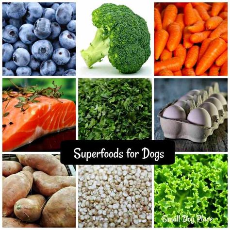 This superfoods for dogs guide will identify your best options to keep your dog feeling great and looking good. Nutritional information is provided for each superfood. Immune Boosting Foods For Dogs, Superfood For Dogs, Best Vegetables For Dogs, Best Veggies For Dogs, Calcium For Dogs, Super Foods For Dogs, Food To Add To Dog Kibble, What Can I Add To My Dogs Dry Food, Best Foods For Dogs