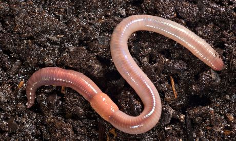 The earthworm way … blind. Photograph: Alamy Cacing Tanah, Red Worms, Worm Farm, Earthworms, Backyard Inspo, Pet Hacks, Organic Matter, Brown Aesthetic, Garden Soil