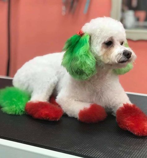 Christmas Dog Grooming Ideas, Christmas Dog Dye Ideas, Creative Dog Grooming Christmas, Maltese Grooming Styles, Walking Ideas, Honey Ideas, Dog Hair Dye, Dog Dye, Grooming Ideas