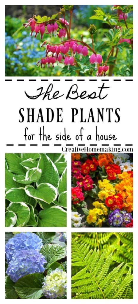 Best Shade Plants, Shady Plants, Best Plants For Shade, Shade Garden Plants, Shade Flowers, Shade Perennials, Garden Shrubs, Landscape Designs, Flowers Wallpaper