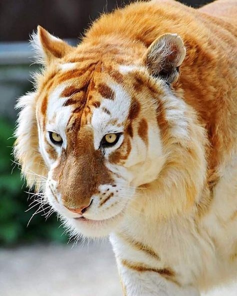 Golden Tiger Wild Animals Pictures, Golden Tiger, Animal Cat, Rare Animals, Pets Dogs, Pretty Animals, Wild Dogs, Silly Animals, A Tiger