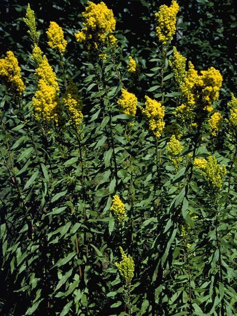 Solidago canadensis (Canada goldenrod) #11296 Canada Goldenrod, Solidago Canadensis, Lady Bird Johnson Wildflower Center, Seed Collection, University Of Texas At Austin, Lady Bird Johnson, Seed Bank, Plant Images, Invasive Species