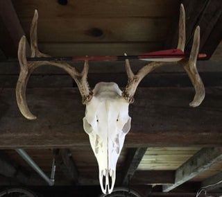 Diy European Deer Mount, European Deer Mount Ideas, European Deer Mount, European Mount Ideas, Deer Mount Ideas, Deer Skull Mount, Euro Mounts, Antler Mount, European Mount