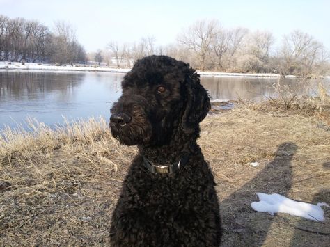 Why do most spoos have a shaved face? | Poodle Forum Dog Car Barrier, Standard Poodle Haircuts, Dog Car Travel, Black Standard Poodle, Dog Car Accessories, Poodle Haircut, Car Travel Accessories, Poodle Cuts, Poodle Grooming