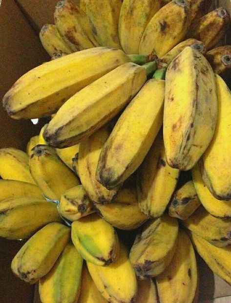 Saba Bananas (Plantains) Saba Banana, Interesting Plants, Bungou Stray Dogs Wallpaper, Banana Fruit, Goofy Pictures, Exotic Fruit, Dog Wallpaper, Stray Dogs, Bananas