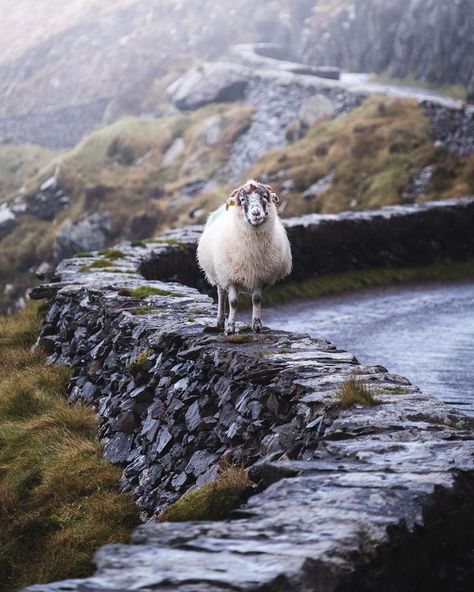 Sheep In Ireland, Sheep Ireland, Ireland Sheep, Irish Aesthetic, Ireland Honeymoon, Dingle Ireland, Christmas In Ireland, Ireland Culture, Ireland Aesthetic