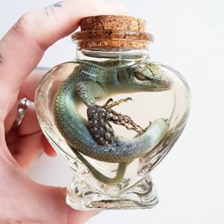 A bunch of you will be happy to know that most of the wet specimens going up in tonight's update are ssssnakes, but this Olive Tree Skink, a Bat & a Puppy will also be going up amongst some other wet goodies 🖤 see you tonight at 8pm ✌ Wet Specimen Taxidermy, Taxidermy Decor, Get Scared, Wet Specimen, Light Tattoo, Losing My Religion, Taxidermy Art, Vulture Culture, Bone Crafts