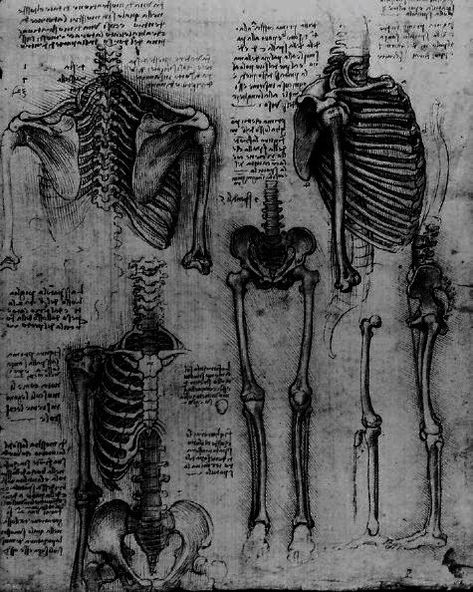 Dark Academia Aesthetic Anatomy, Anatomy Sketches Aesthetic, Anatomist Aesthetic, Bones Aesthetic Icons, Science Widget, Skeleton Xray Aesthetic, Skeleton Ribs Aesthetic, Thanatology Aesthetic, Dark Medical Aesthetic