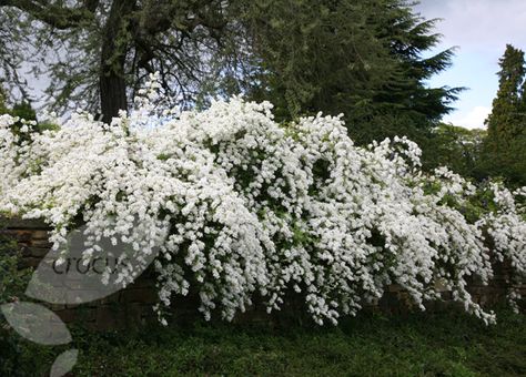 Buy pearl bush Exochorda × macrantha 'The Bride': Delivery by Waitrose Garden in association with Crocus Exochorda The Bride, Uk Plants, Bridal Wreath Spirea, Chuppah Flowers, Fast Growing Shrubs, Lilac Bushes, Rock Garden Plants, Backyard Flowers, Pearl Bride