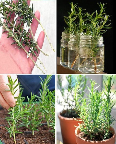 Rosemary From Cuttings, How To Grow Rosemary, Grow Rosemary, Rosemary Water, Growing Rosemary, Household Plants, Growing Herbs, Water Plants, Household Hacks