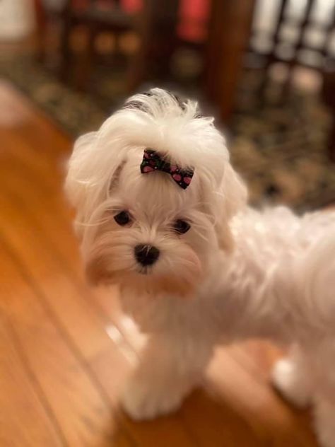 Maltese Haircut Teddy Bear, Maltese Dogs Haircuts, Maltese Haircut, Puppy Care Tips, Cute Fluffy Puppies, Maltipoo Dog, Activities Outdoor, Teddy Bear Dog