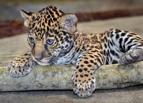 Jaguar cub Maderas from April of last year. Cute Jaguar, Baby Jaguar, Tiger Cubs, Lion Cubs, Exotic Animals, Large Cats, Cute Animal Pictures, Exotic Pets, Beautiful Cats