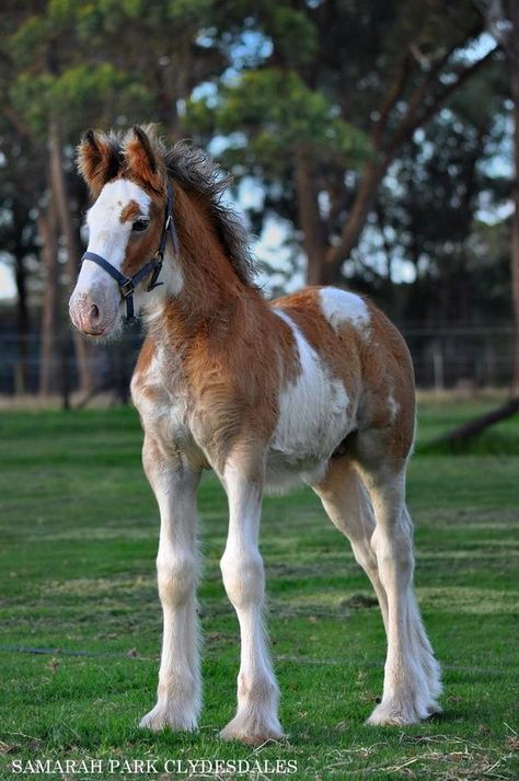 Draft Horse Foal, Clydesdale Foal, Clydesdale Horses, Horse Inspiration, Horse Riding Clothes, Big Horses, Horse Boarding, Most Beautiful Horses, Baby Horses