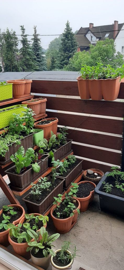 Small Porch Garden Apartment Balconies, Balcony Garden Bed, Apartment Balcony Plant Ideas, Apartment Porch Plants, Apartment Patio Garden Veggies, Small Patio Greenhouse, Balcony Gardening Vegetable, Balcony Veggie Garden Apartments, Apartment Balcony Vegetable Garden