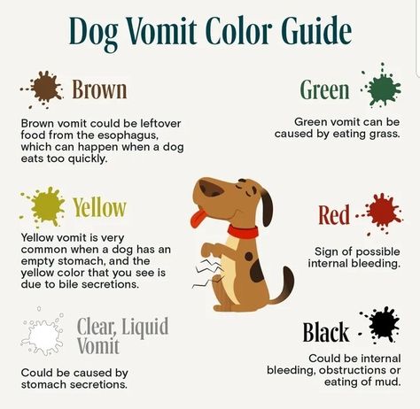 Dog Vomit, After Tattoo, Meds For Dogs, Dog Medicine, Dog Remedies, Dog Wellness, Dog Advice, Puppy Mom, Dog Health Tips