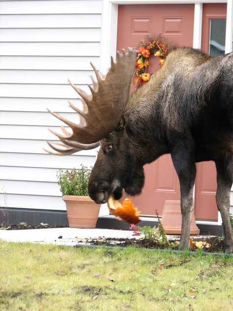 Moose Pictures, Funny Moose, Meanwhile In Canada, Bull Moose, Mule Deer, Manx, Animals Images, Funny Animal Pictures, Animal Photo