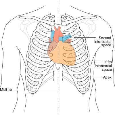 Diagram showing heart position in relation to the rib cage Ekg Interpretation, Ecg Interpretation, Nursing Assessment, Nursing Mnemonics, Cardiac Nursing, Medical School Studying, Medical Tests, Phlebotomy, Nursing Notes