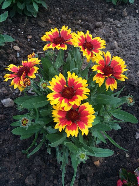 Gaillardia Flower, Indian Blanket Flower Drawing, African Flower Blanket, Orlaya Grandiflora, Frida’s Flowers Blanket, Horticulture, Tattoos And Piercings, Body Art, Piercings