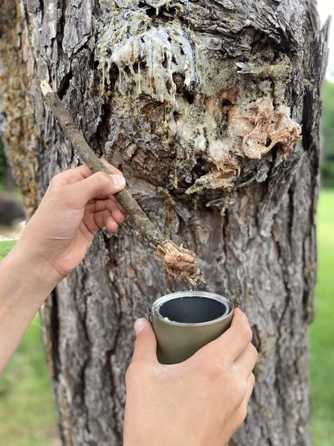 How to Make and Use Glue From Pine Resin : 6 Steps (with Pictures) - Instructables Pine Tree Uses, Pine Resin Uses, Best Fire Starter, How To Make Glue, Pine Pitch, Pine Needle Crafts, Pine Resin, Pine Tar, Resin Glue