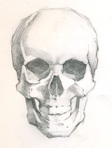 Sketch Of Skull, Sculls Art Drawing, Scull Drawing Reference, Skull Front View Drawing, Skeleton Head Sketch, Skull Art Reference, Skull Perspective, Skull Drawing Reference, Jeff Haines