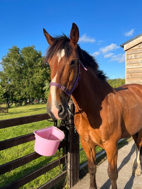 Horse equestrian summer horse riding irish draught bay pony Summer Horse Riding, Irish Draught Horse, Bay Pony, Irish Draft Horse, Equestrian Summer, Bay Horses, Bay Horse, Horse Equestrian, Horse Riding