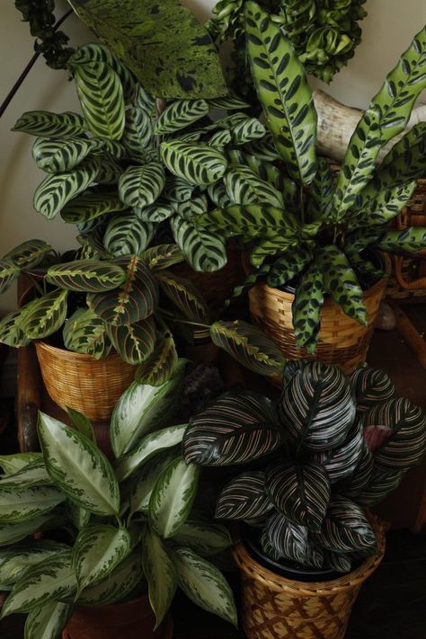 Plant Ideas Indoor, Statement Plants, Indoor Plant Ideas, Plant Inspiration, Plants Aesthetic, Plant Goals, Trendy Plants, Warm Home Decor, Stories Videos